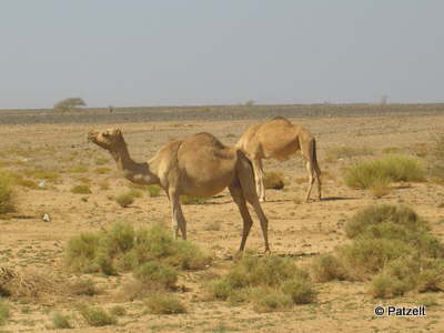 Camel