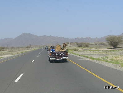 Camel in Car